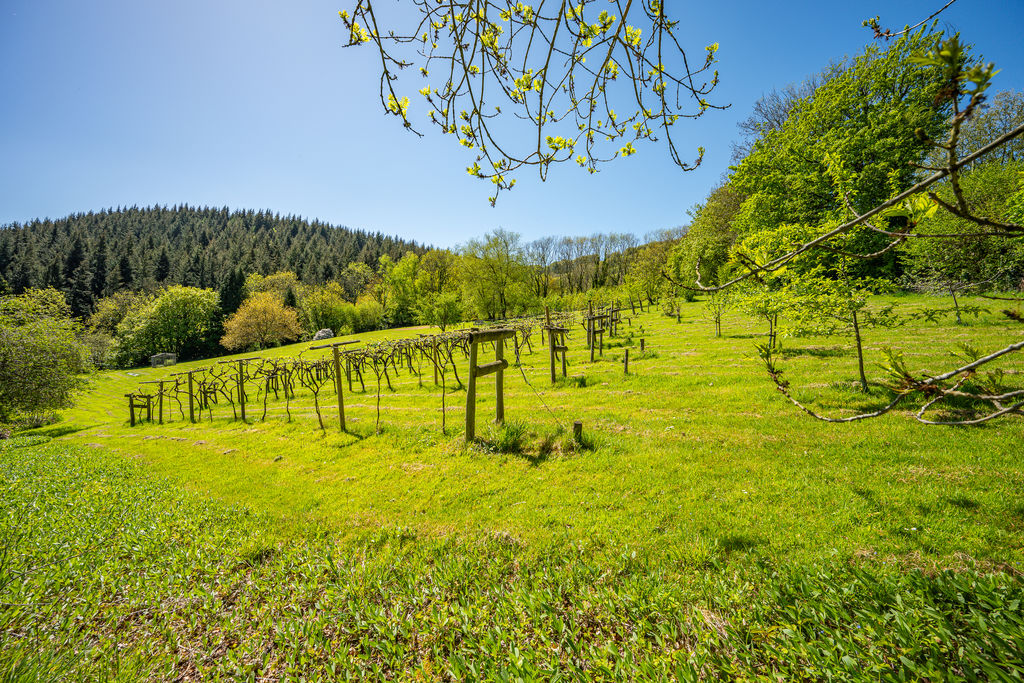 Vineyard- click for photo gallery